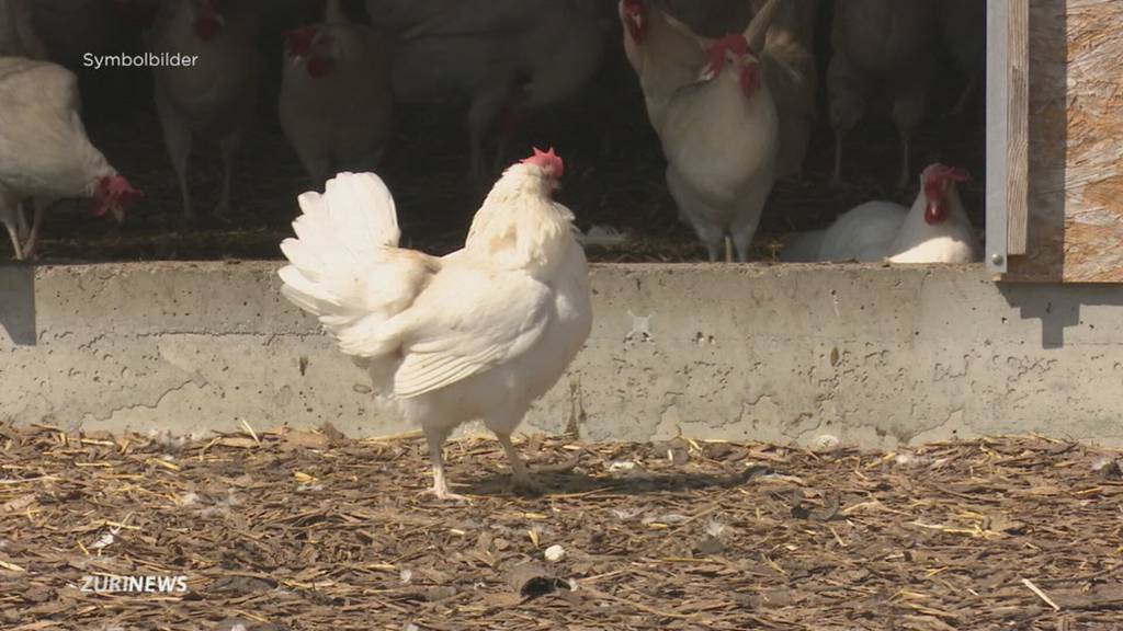 ETH-Forscher nutzen Hühnerfedern zur Stromproduktion