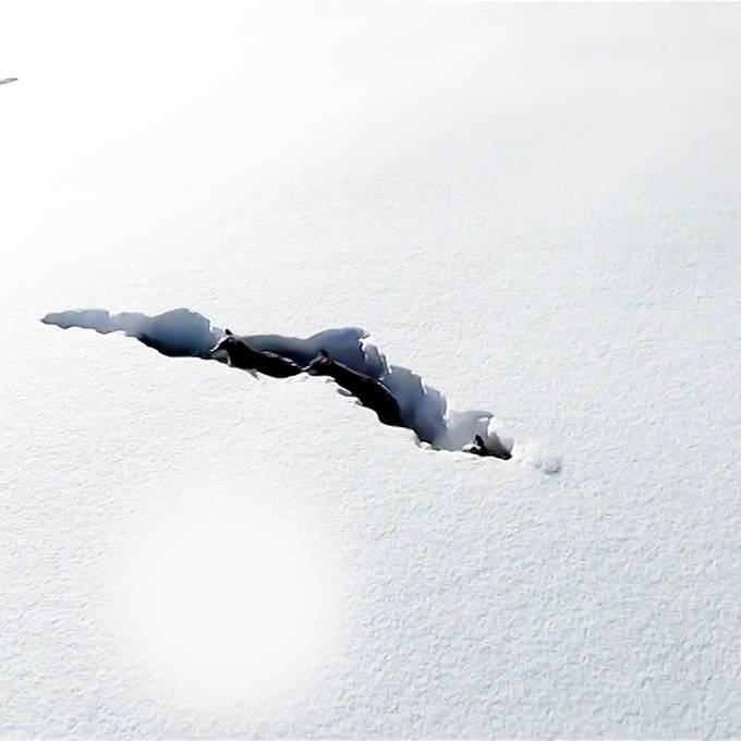Wolfsrudel kämpft sich durch verschneite Landschaft 