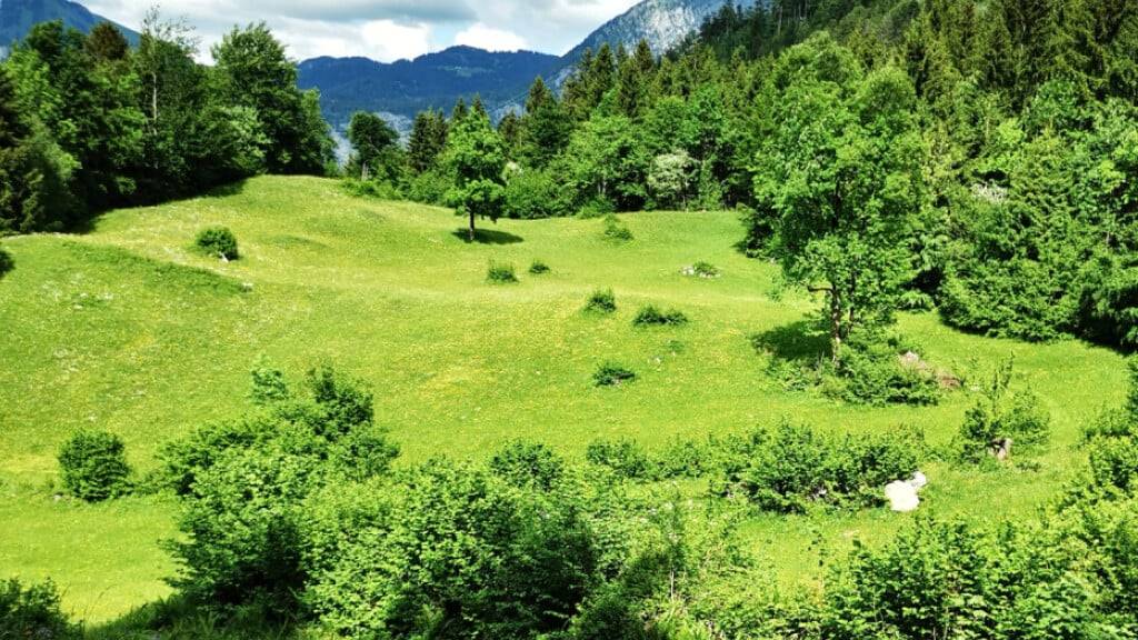 Trotz mehr Direktzahlungen nimmt die Verbuschung auf den Alpweiden zu: Das weist Agroscope in einer neuen Studie aus.