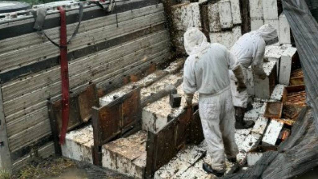 Bienenalarm in Texas nach Laster-Unfall