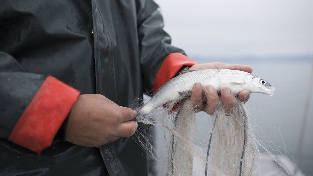 Fischer ziehen weniger Fisch aus dem Obersee
