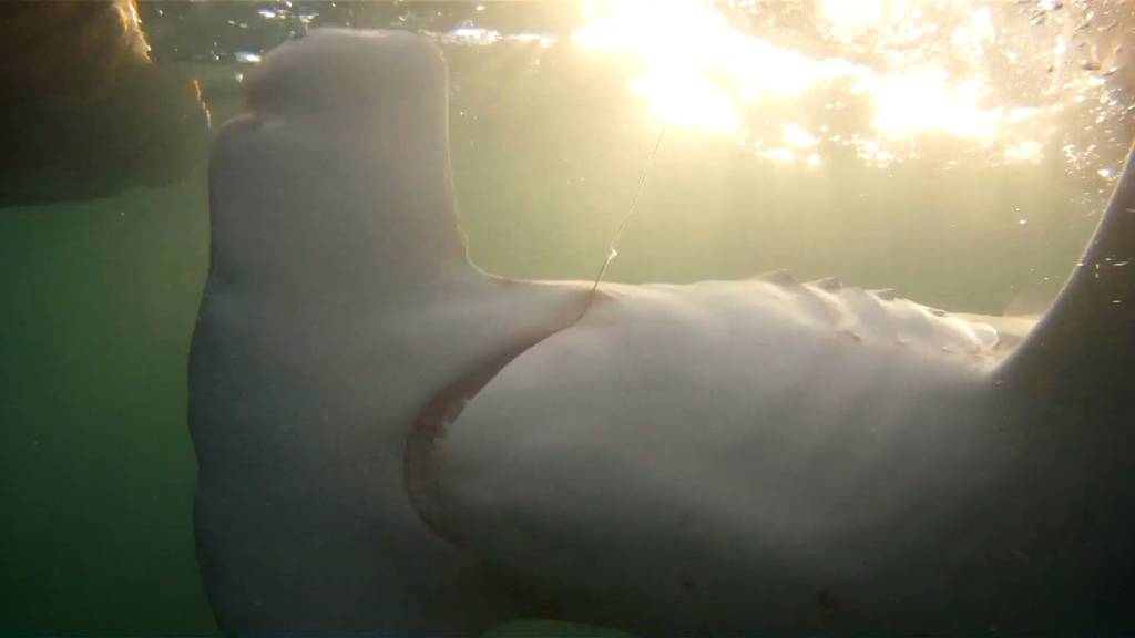 Spektakulärer Fang vor Key West: Fischer haben riesigen Hammerhai am Haken