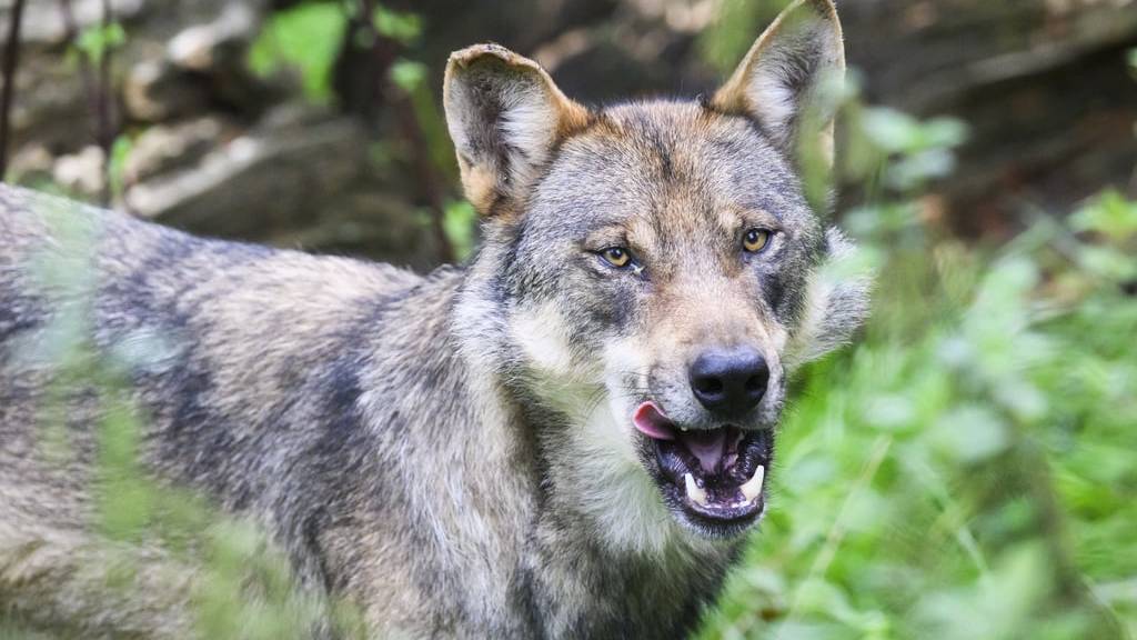 Soll die Wolfspopulation stärker reguliert werden? (Symbolbild)
