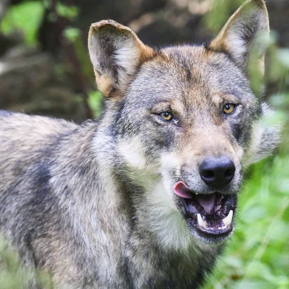 Ein Drittel der Bevölkerung will präventive Wolfsabschüsse