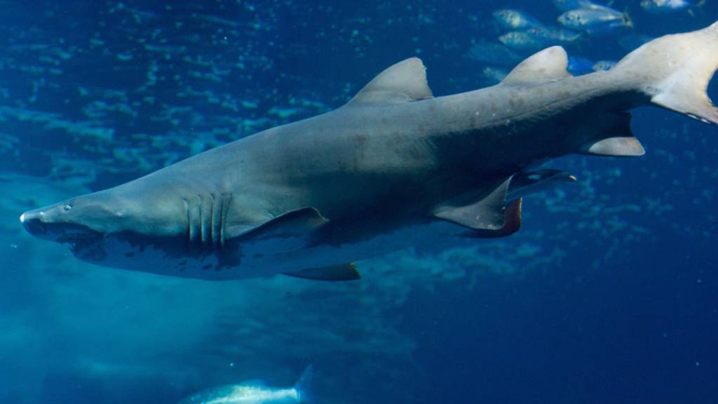 Fossilienfunde aus den letzten 145 Millionen Jahren lieferten neue Erkenntnisse über das Aussterben und die Evolution von Hai- und Rochenarten. (Archivbild)