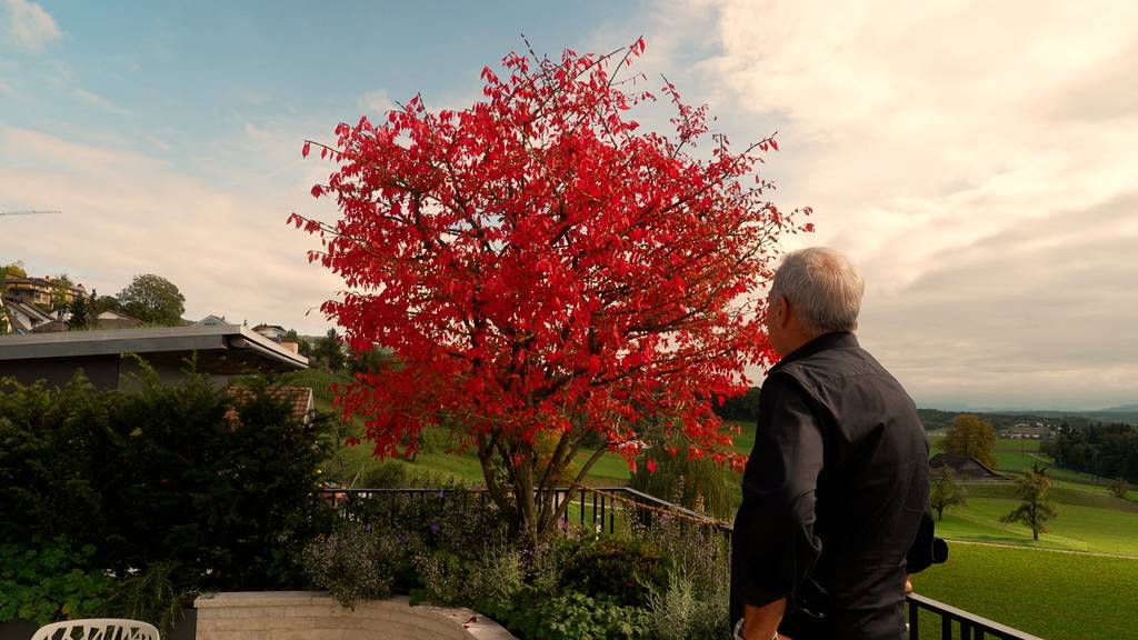 Der Terrassengarten in Niederrohrdorf AG von Gabriel Hufschmid