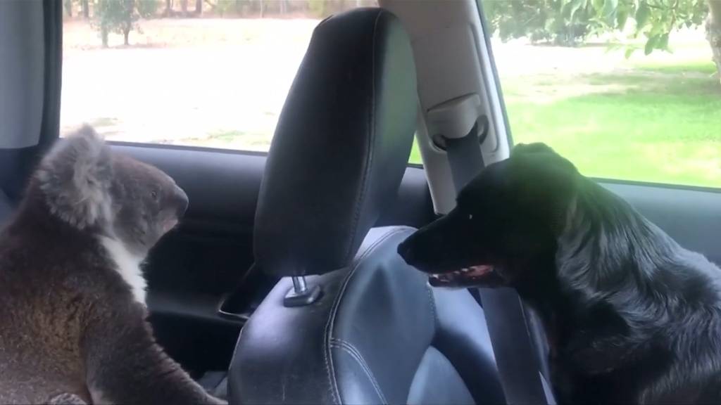 Koala sucht Abkühlung in Auto