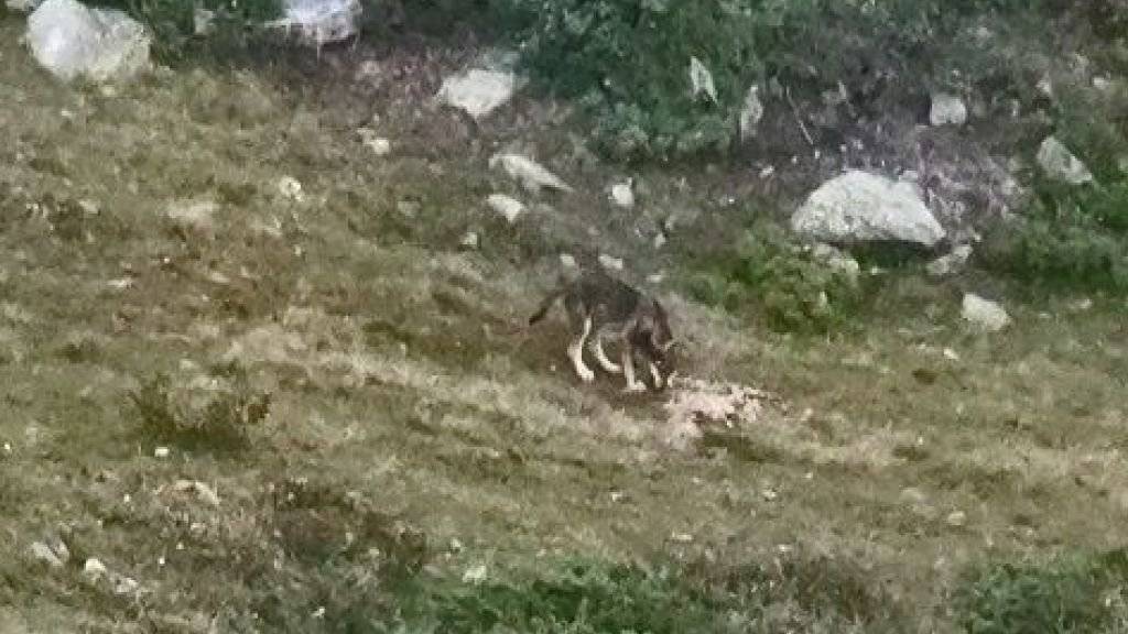 Foto eines Jungwolfes in der Gegend der Eischollalp im Kanton Wallis.