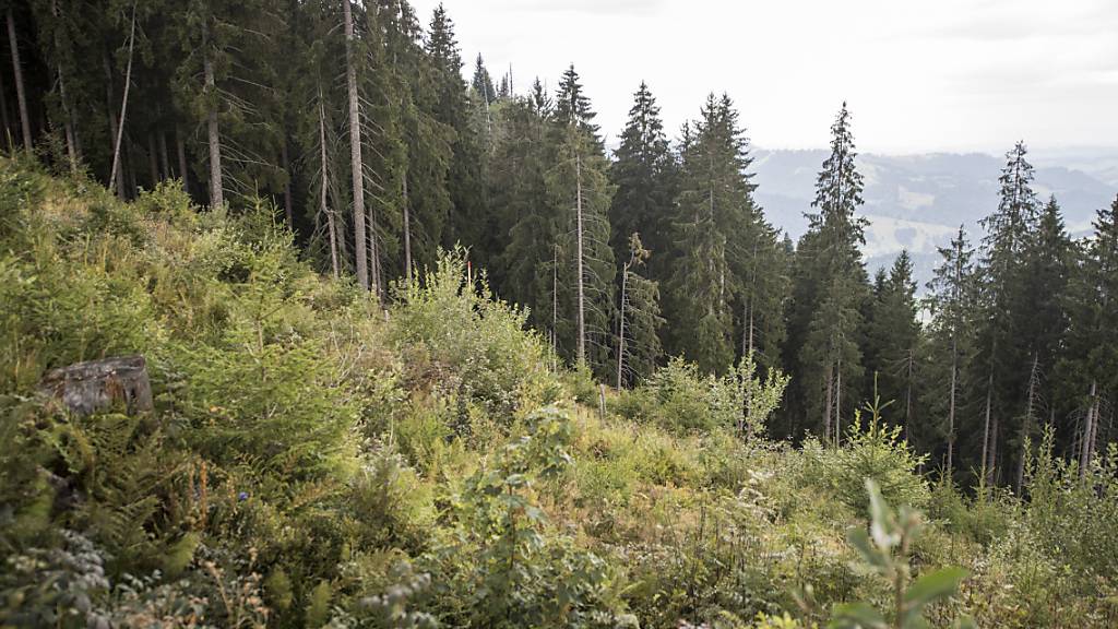 Die Pflege von Schutzwald soll im Kanton St. Gallen mit finanziellen Mitteln gefördert werden. (Archivbild)