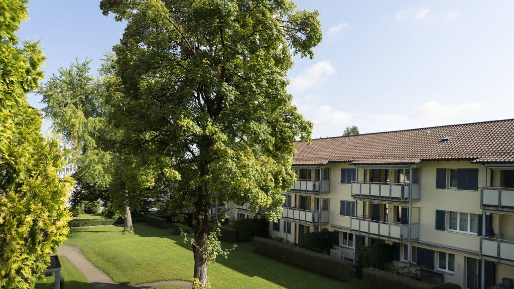 Die Stadt Zürich muss im Winter über 400 Bäume fällen