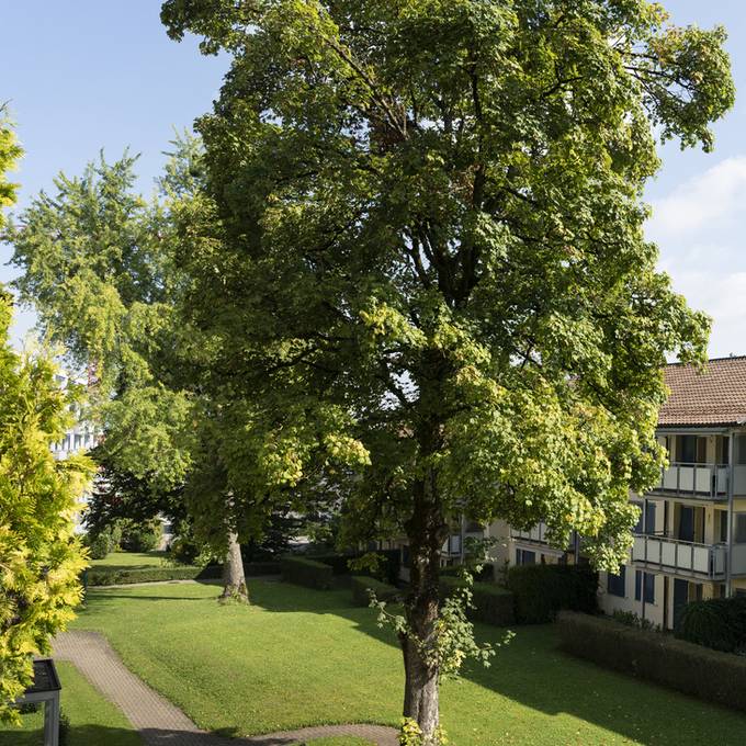 Die Stadt Zürich muss im Winter über 400 Bäume fällen