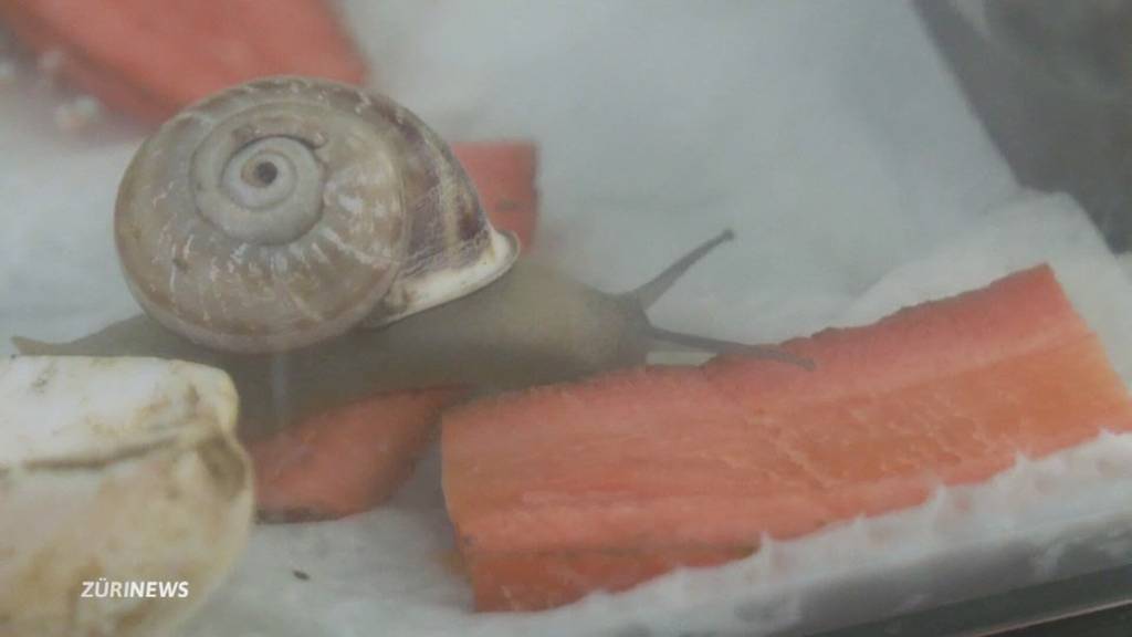 Gery macht Ferien: Schnecke im Tierheim