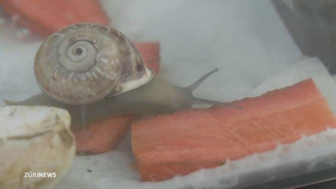 Gery macht Ferien: Schnecke im Tierheim