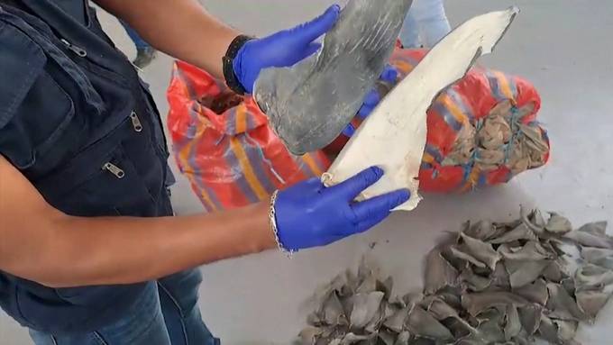 Peruanischer Zoll beschlagnahmt über 1600 Haifischflossen
