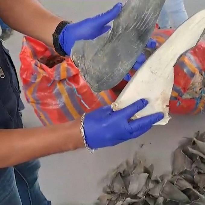 Peruanischer Zoll beschlagnahmt über 1600 Haifischflossen