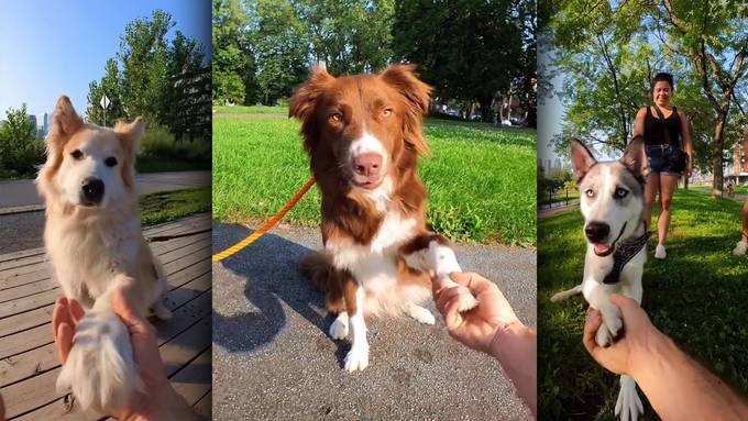 «Gib Pfote» – Tiktok mit Hunde-High-fives geht viral