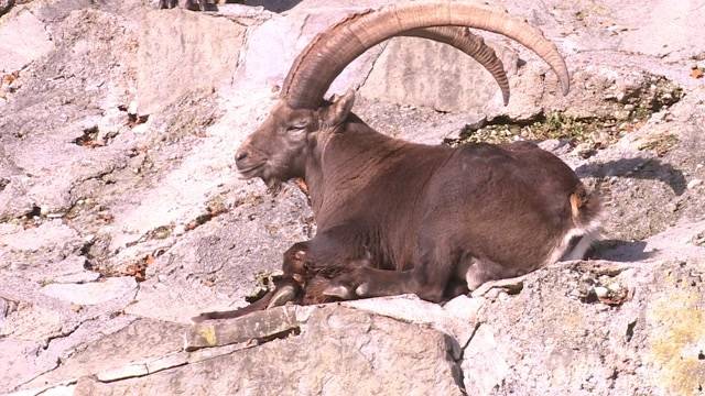 Mehr Platz für König der Alpen