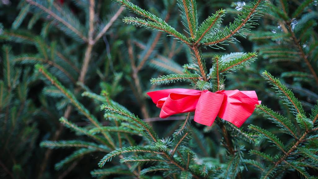 Weihnachtsbaum Mieten Gibt S Radio Argovia