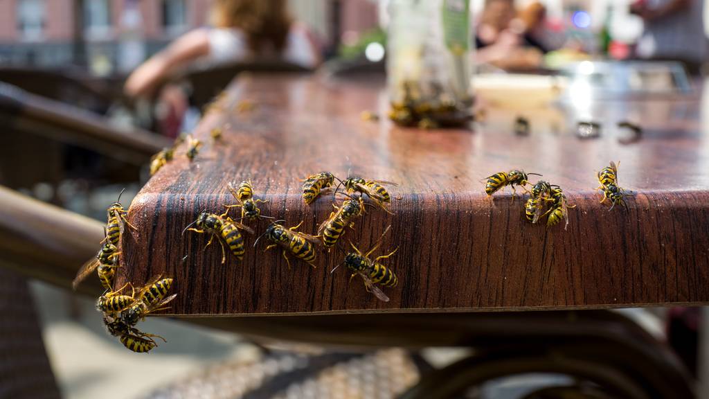 «Bin froh, wenn ich gestochen werde»: Tipps vom Wespen-Fachmann