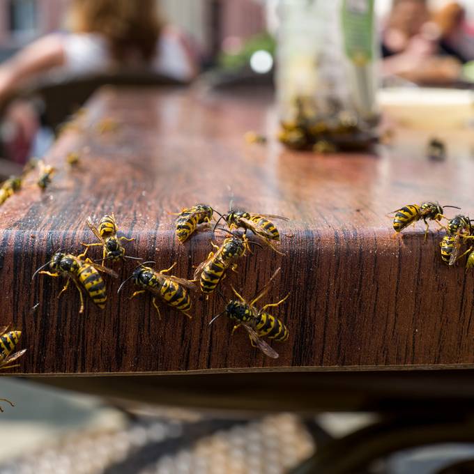 «Bin froh, wenn ich gestochen werde»: Tipps vom Wespen-Fachmann