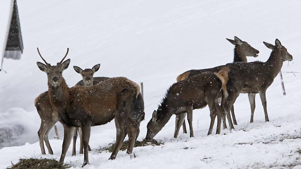 Geschwächte Wildtiere sollen auch in strengen Wintern nicht gefüttert werden, fordern Biologen. Die natürliche Auslese sei wichtig. (Archiv)