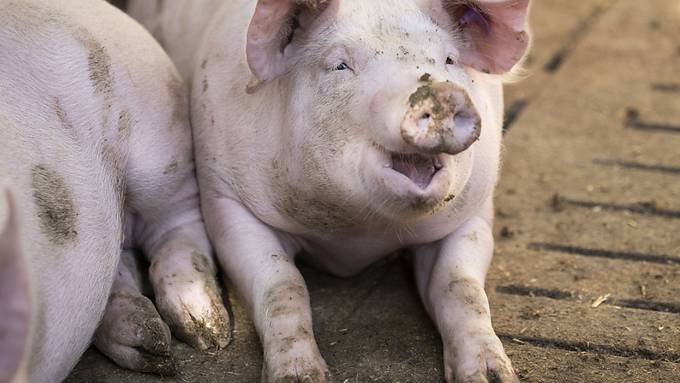Menschliches Nierengewebe wächst in Schweineembryos heran