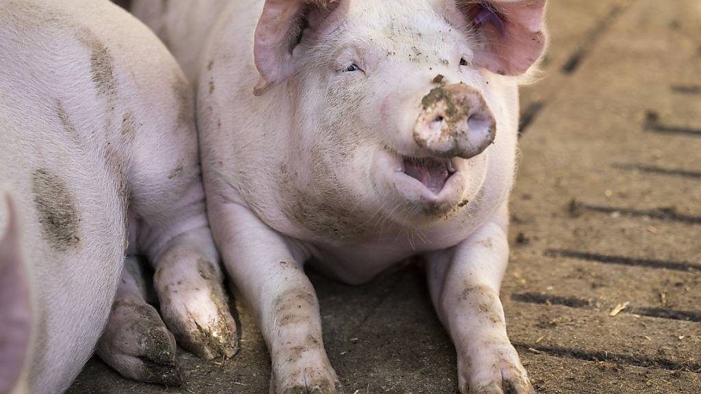 Wissenschaftlerinnen und Wissenschaftler haben zum ersten Mal menschliches Nierengewebe in Schweinen wachsen lassen. (Symbolbild)
