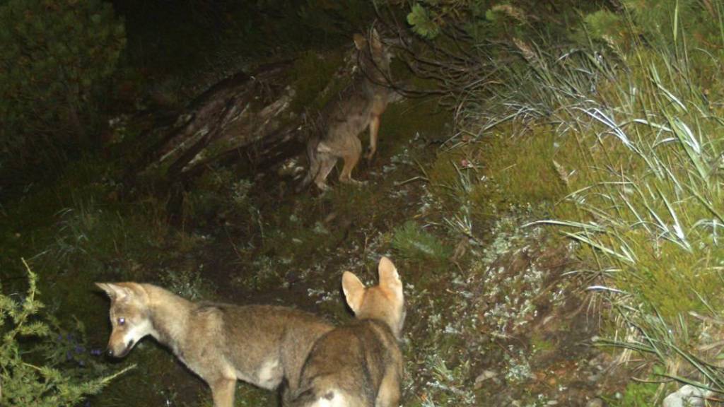 Weniger Nutztierrisse trotz mehr Wölfen in der Schweiz