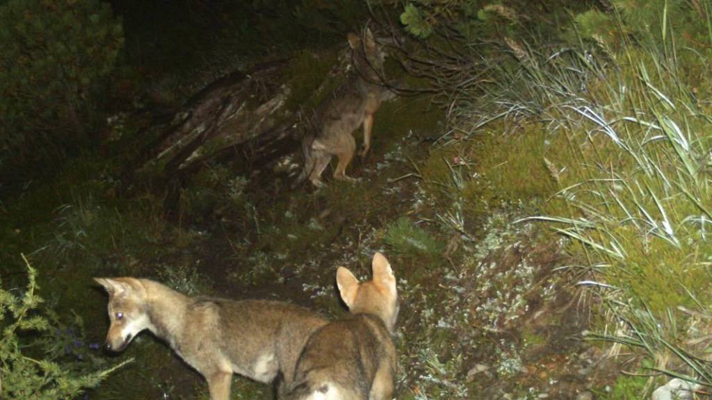 Jungwölfe aus dem Kanton Graubünden auf einem von einer Fotofalle geschossenen Bild des Jahrs 2014.