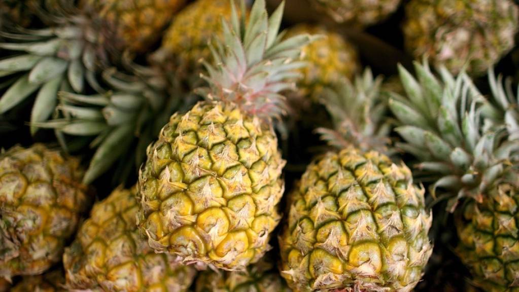 Klonale Vermehrung und gezielte Kreuzungen: Forschende haben die Geschichte der Ananas nachgezeichnet.
