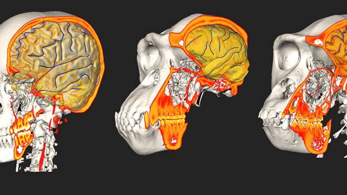 Hirn und Schädel gingen eigene Wege bei der Evolution