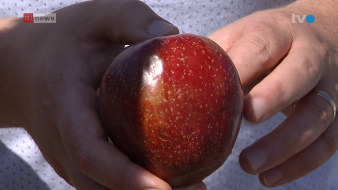 Äpfel können jetzt schon geerntet werden