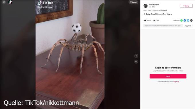 Mit Riesen-Spinnen zum TikTok-Star: 19-Jähriger lässt Netz staunen