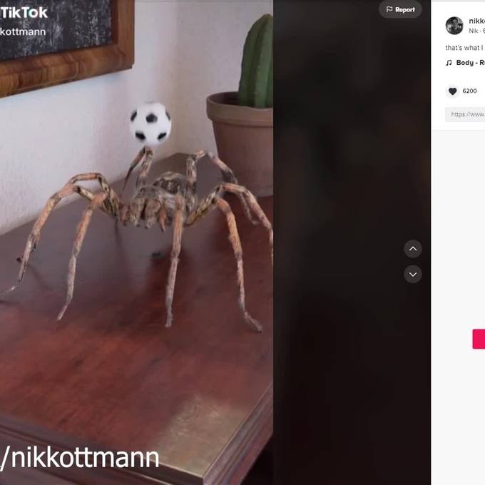 Mit Riesen-Spinnen zum TikTok-Star: Luzerner lässt Netz staunen