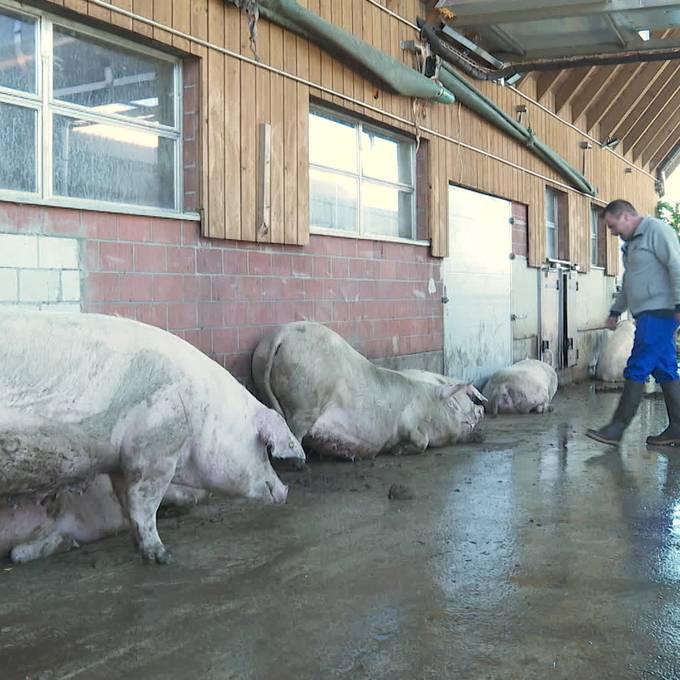 Luftreinigungsanlage soll Schweinegestank reduzieren