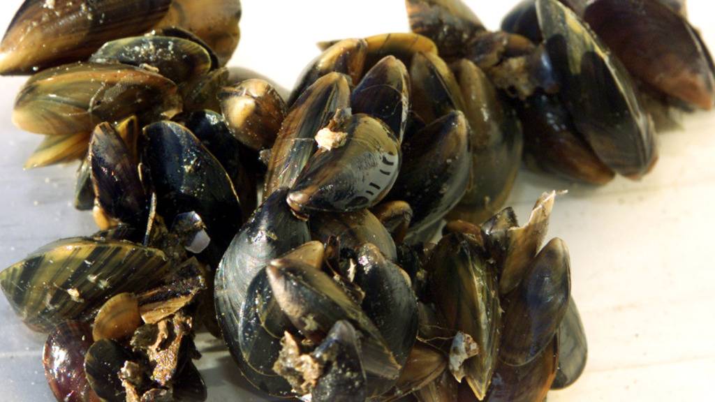 Die Umweltschutzorganisation Greenpeace hat in Speisefischen, Muscheln und Krabben der Nord- und Ostsee teils hohe Belastungen mit PFAS-Chemikalien festgestellt. (Symbolbild)