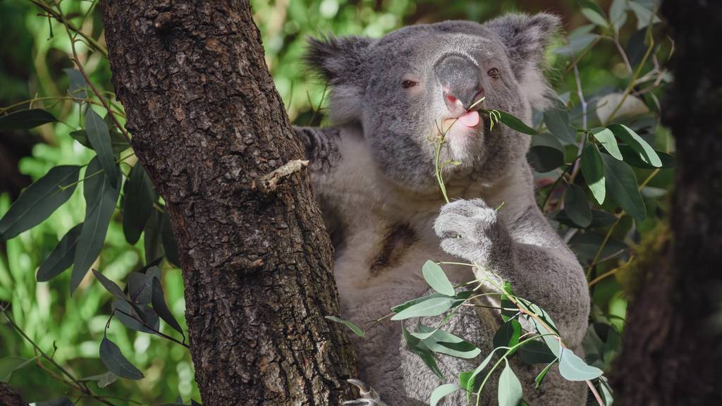 «Wahre Meister im Chillen»: Darum können Koalas so gut mit Hitze umgehen