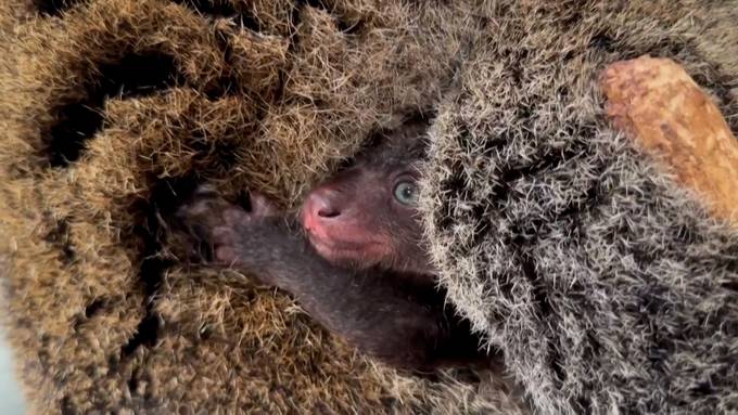 Der Berliner Zoo begrüsst ein seltenes Bärenkuskus-Baby