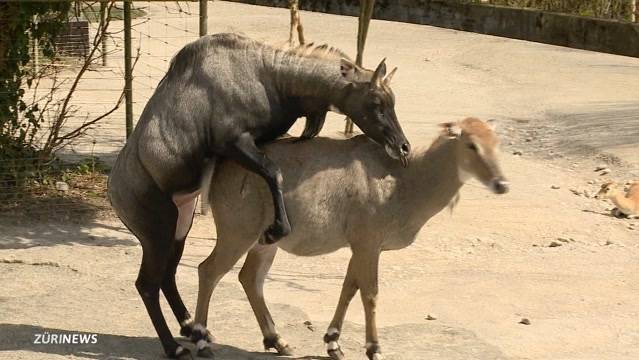 Frühlingsgefühle im Zoo Zürich