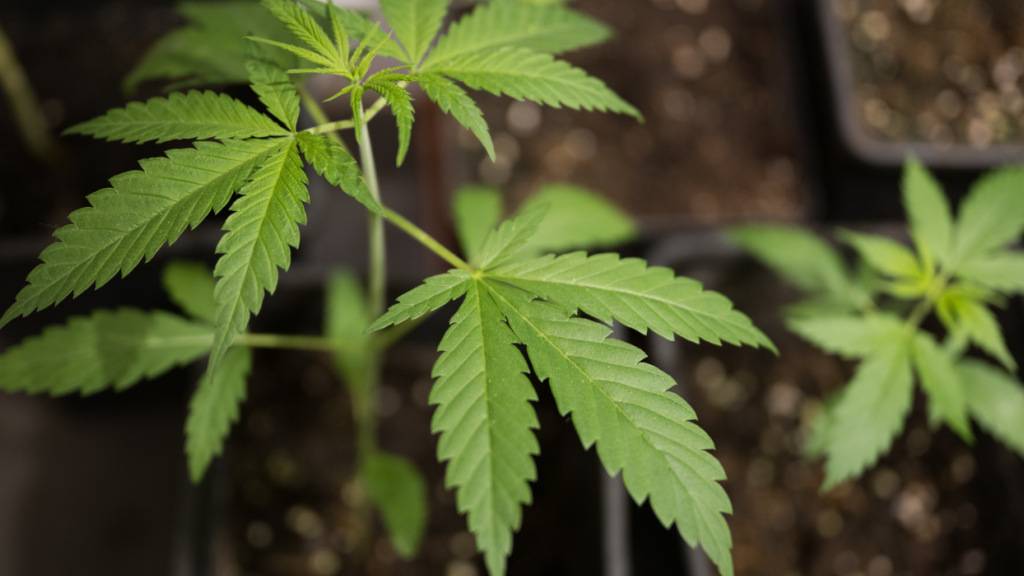 Im Kanton St. Gallen startet eine breit angelegte Cannabis-Studie