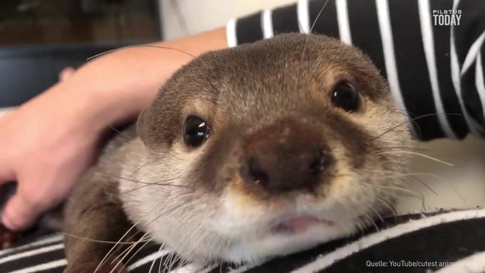 Welt-Otter-Tag: 7 Fakten über die putzigen Tierchen 
