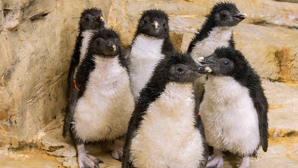 Sechs Felsenpinguin-Küken in Wiener Zoo geschlüpft