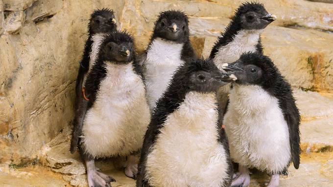 Sechs Felsenpinguin-Küken in Wiener Zoo geschlüpft