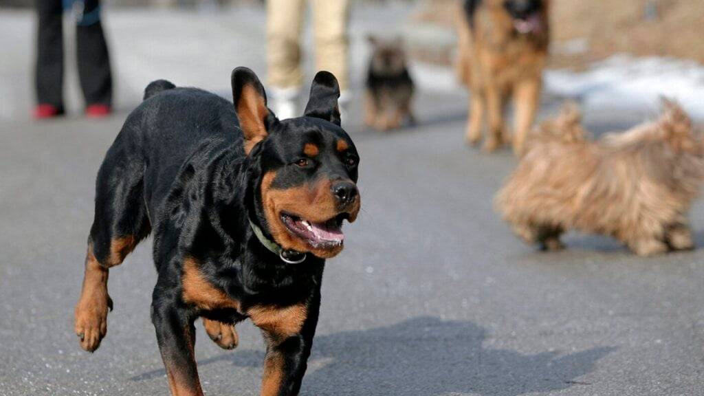 Der Zürcher Regierungsrat verbietet Erwerb und Zucht von Rottweilern. Das Verwaltungsgericht stützt dieses nun knapp. (Archivbild)