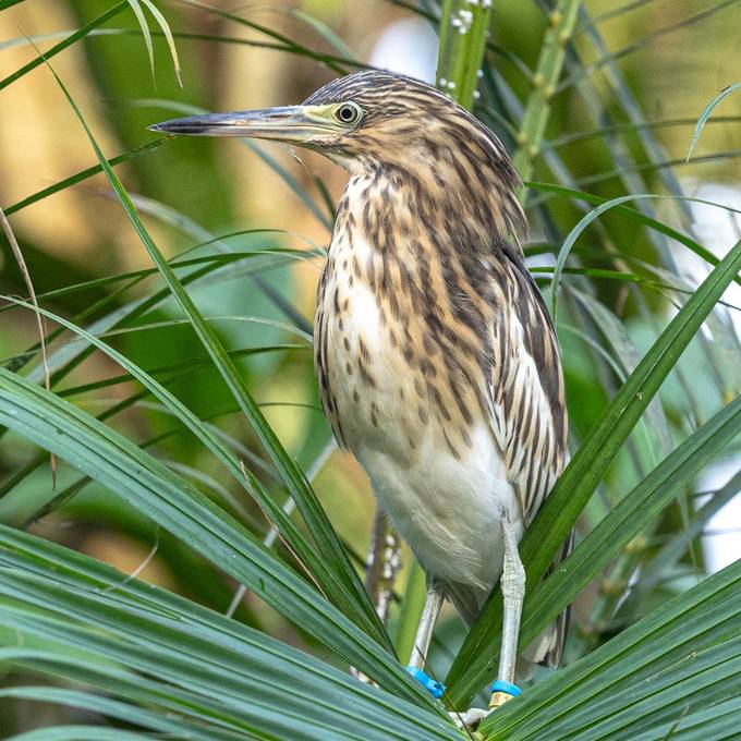 Diese Vögel kannst du neu im Masoala Regenwald entdecken
