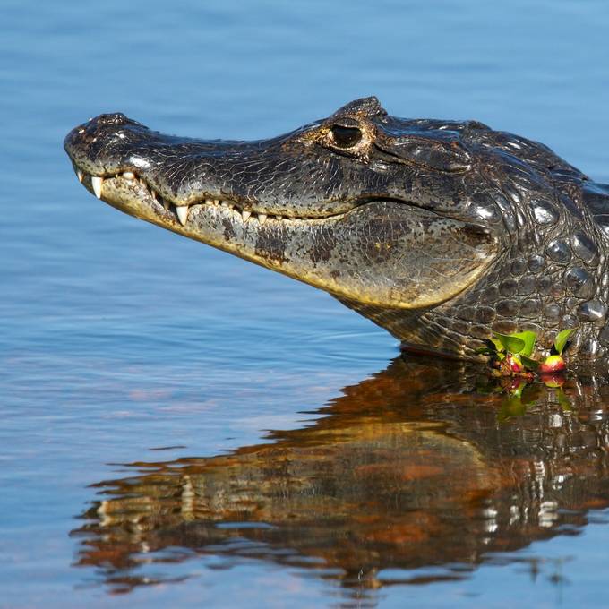 «Der Kaiman vom Hallwilersee» feiert fünfjähriges Jubiläum