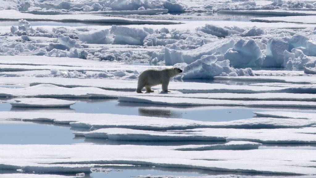 Arktis ähnlich mit Plastik vermüllt wie dicht besiedelte Regionen