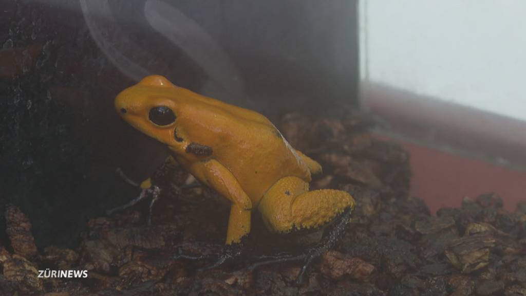 Bedrohte Amphibienart: Schrecklicher Pfeilgiftfrosch wird im Zoo Zürich gezüchtet