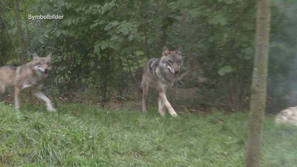 Präventiver Wolfabschuss sorgt für Freude und Entsetzen