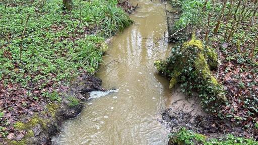 Gülle verschmutzt Bach in Flawil